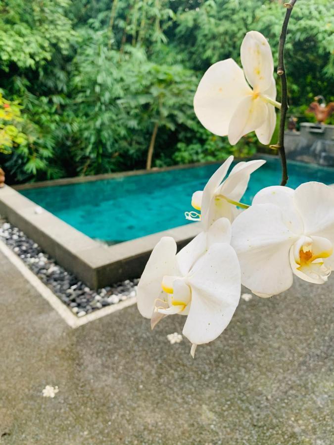 Gek House Ubud  Luaran gambar